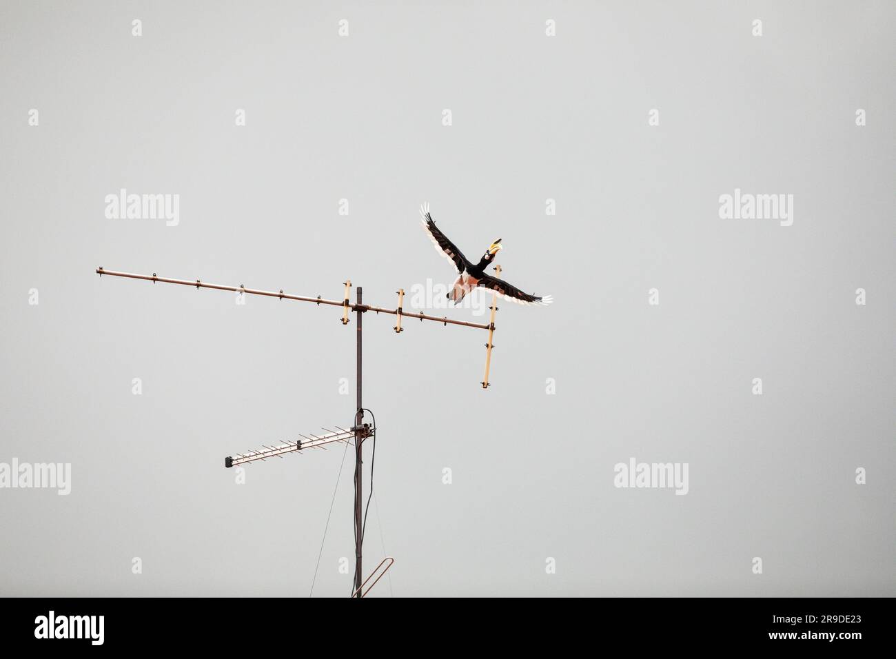 Il beccuccio orientale adulto prende il volo da un'antenna sulla sommità di una casa in una residenza privata, Singapore Foto Stock