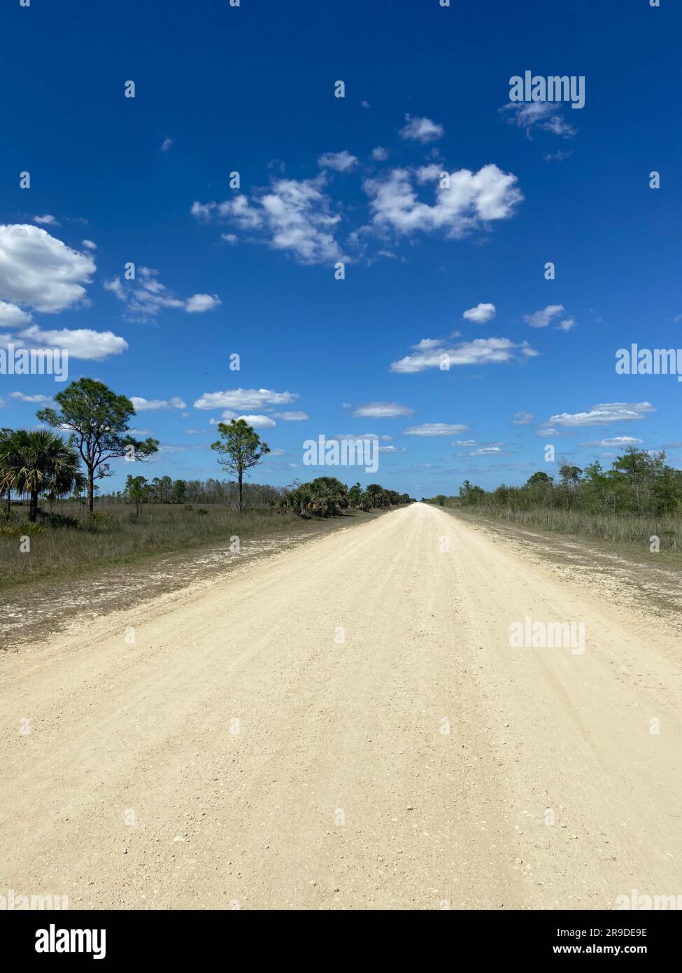 Big Cypress National Preserve nel sud della Florida lungo County Road 839 Foto Stock