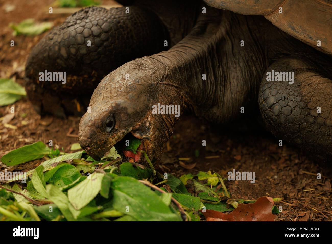 Una tartaruga adulta che si trova su una roccia nel suo habitat naturale, con la testa giù e la vegetazione mangiata Foto Stock