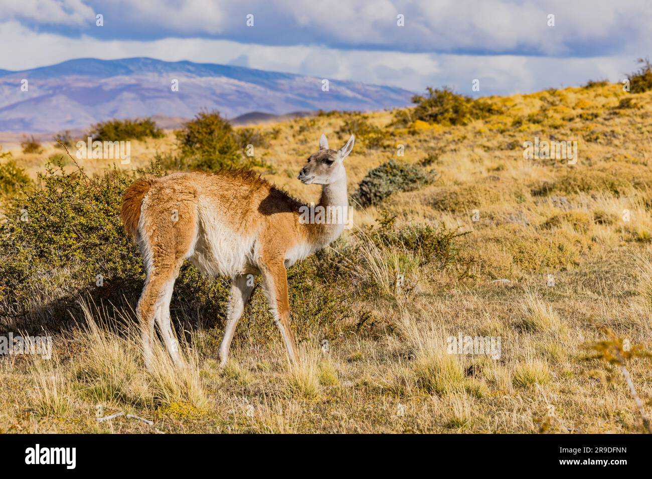 Un animale guanaco nelle spinose praterie delle pampas nel sud del Cile, Patagonia, Sud America Foto Stock