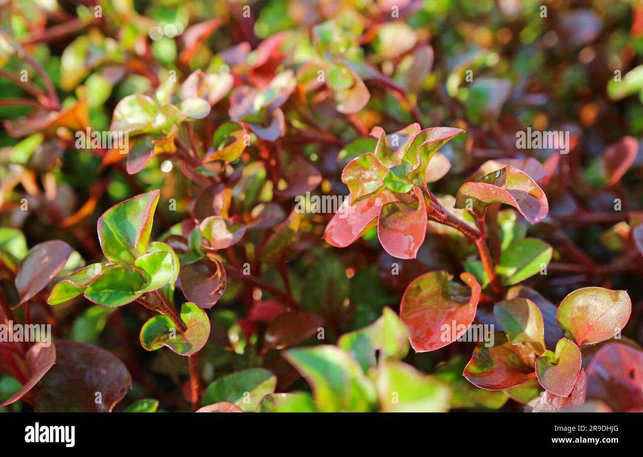 Piante di crescione rosso che crescono al sole Foto Stock