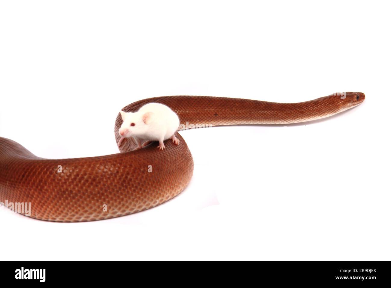 rainbow boa serpente e il suo amico piccolo mouse bianco Foto Stock