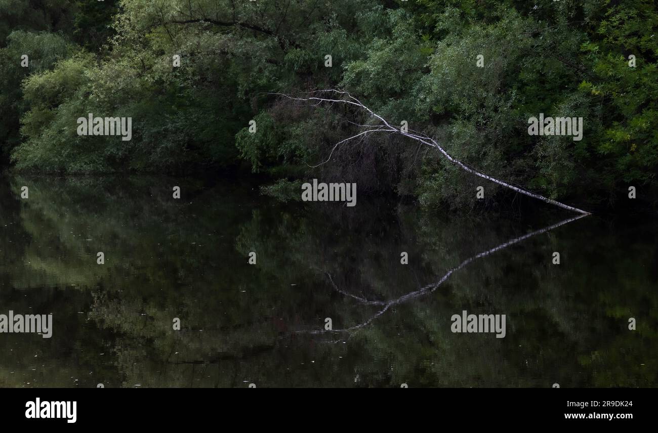 Foglie asciutte su una superficie calma di uno stagno e riflessi di una betulla in un parco in estate Foto Stock