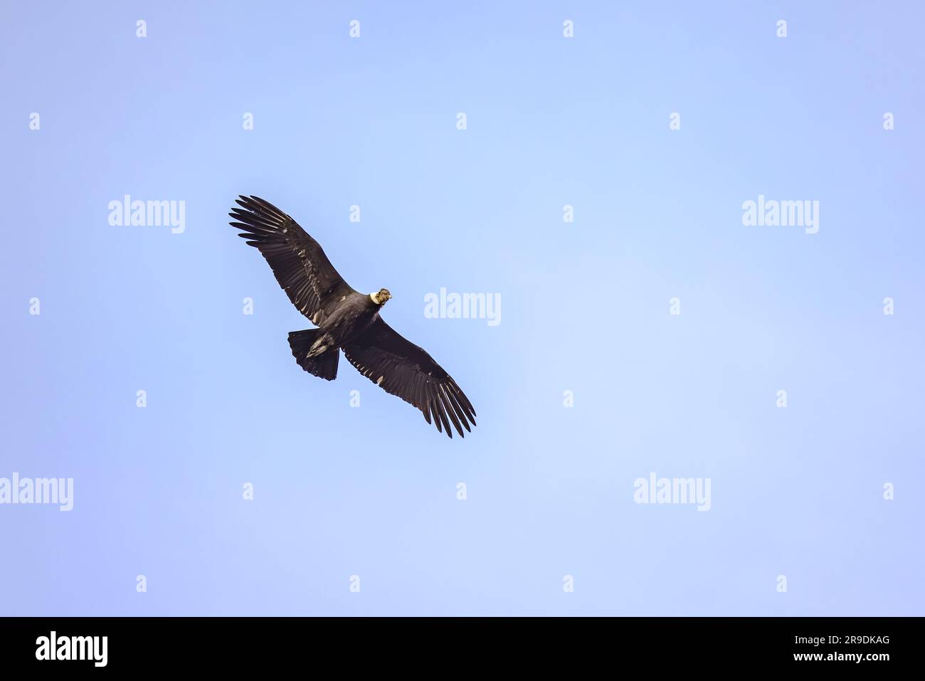 Un grande condor come avvoltoio del nuovo mondo nel cielo blu sopra il Cile, Parco Nazionale Torres del Paine, Patagonia, Sud America Foto Stock