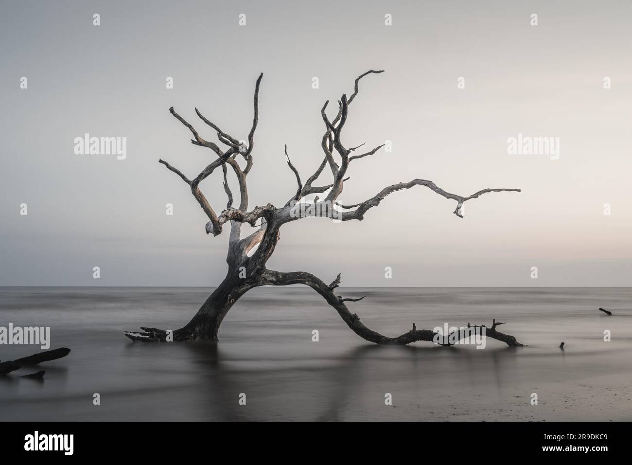 Meditativo paesaggio marino a Boneyard Beach su Bull Island, South Carolina, all'alba Foto Stock