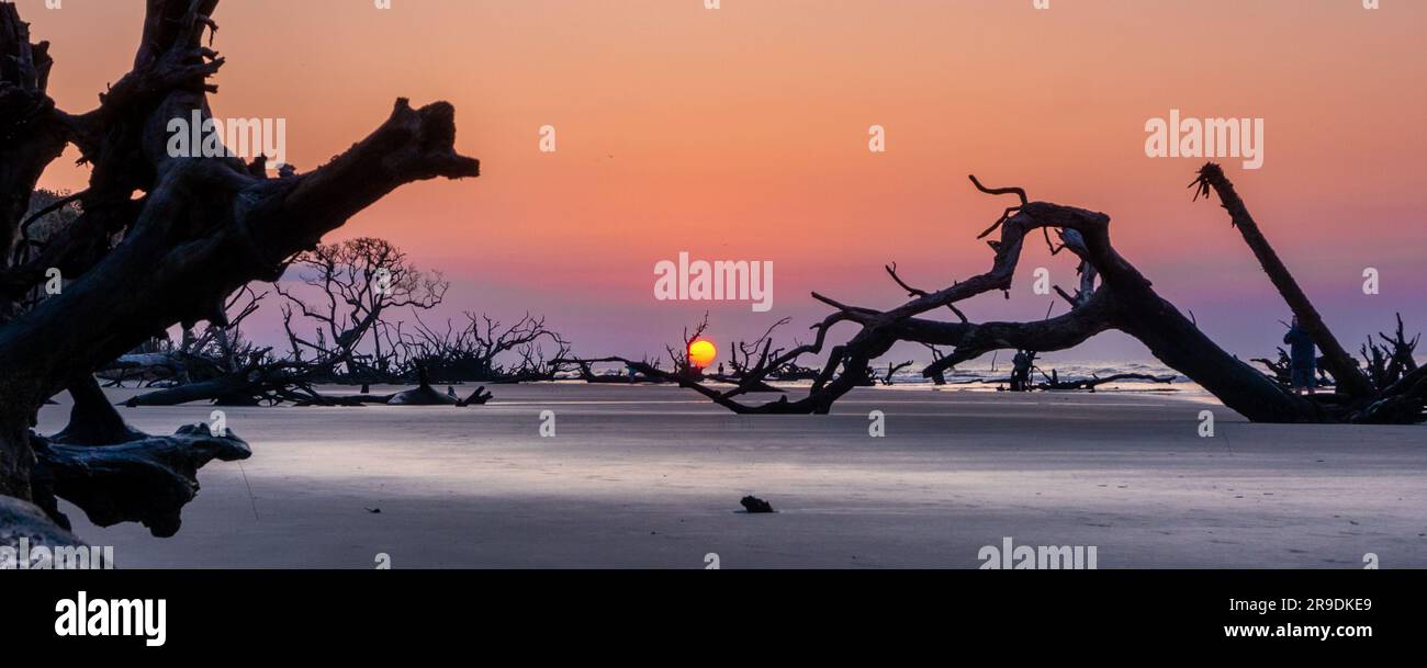 panorama al tramonto con sole basso sull'orizzonte su una spiaggia con alberi morti e marciapiedi Foto Stock