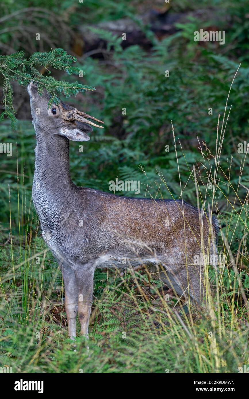 Cervi a riposo ( Dama dama). Cervi a riposo ( Dama dama). Un cervo a riposo deve aver lasciato una secrezione su questo ramo di abete rosso la sua ghiandola profumata. Il giovane maschio è interessato al profumo. Schleswig-Holstein, Germania Foto Stock