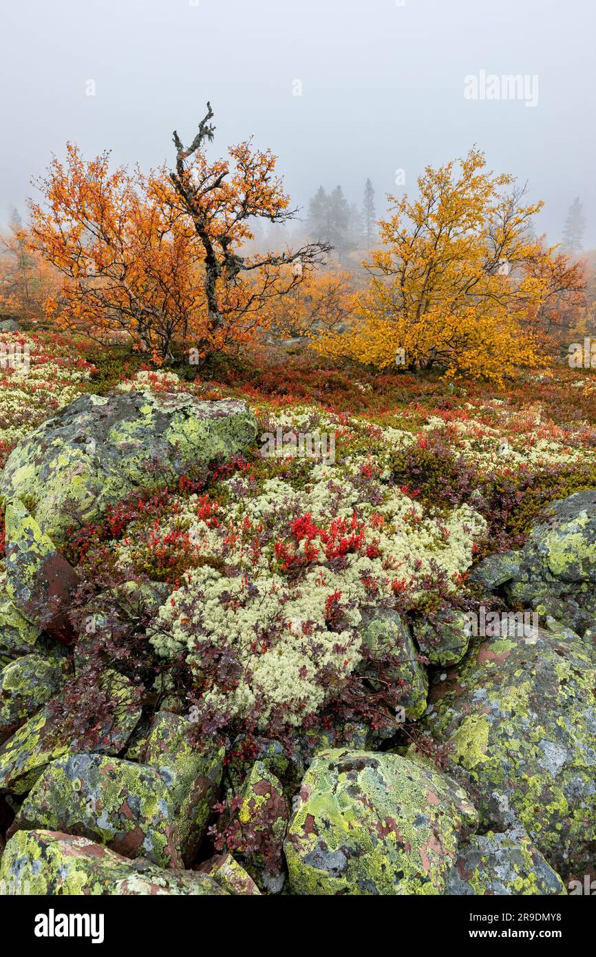 Mirtilli, licheni di renna, betulle di Downy e molte altre specie di piante crescono in vaste aree sul Fulufjaell. Parco nazionale di Fulufjaellet, Dalarna, Svezia Foto Stock