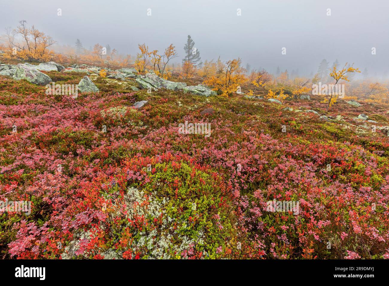 Mirtilli, licheni di renna, betulle di Downy e molte altre specie di piante crescono in vaste aree sul Fulufjaell. Parco nazionale di Fulufjaellet, Dalarna, Svezia Foto Stock