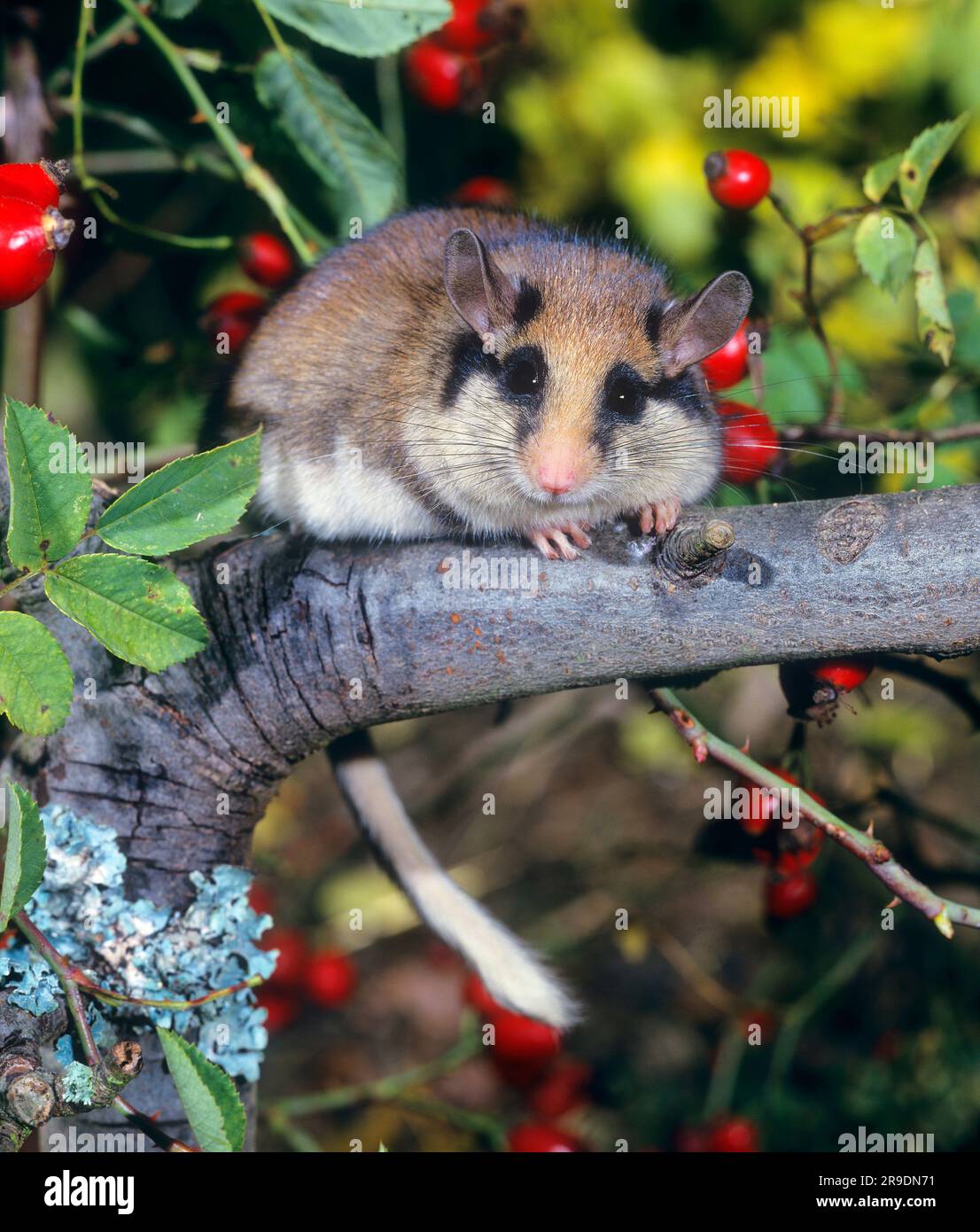 Giardino Dormouse (Eliomys quercinus) dormouse da giardino (Eliomys quercinus) tra fianchi di rosa su una rosa in autunno. Germania Foto Stock