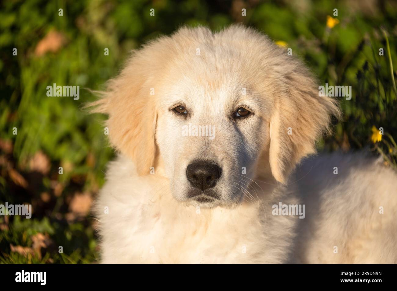 Kuvasz. Ritratto di un cucciolo. Germania Foto Stock
