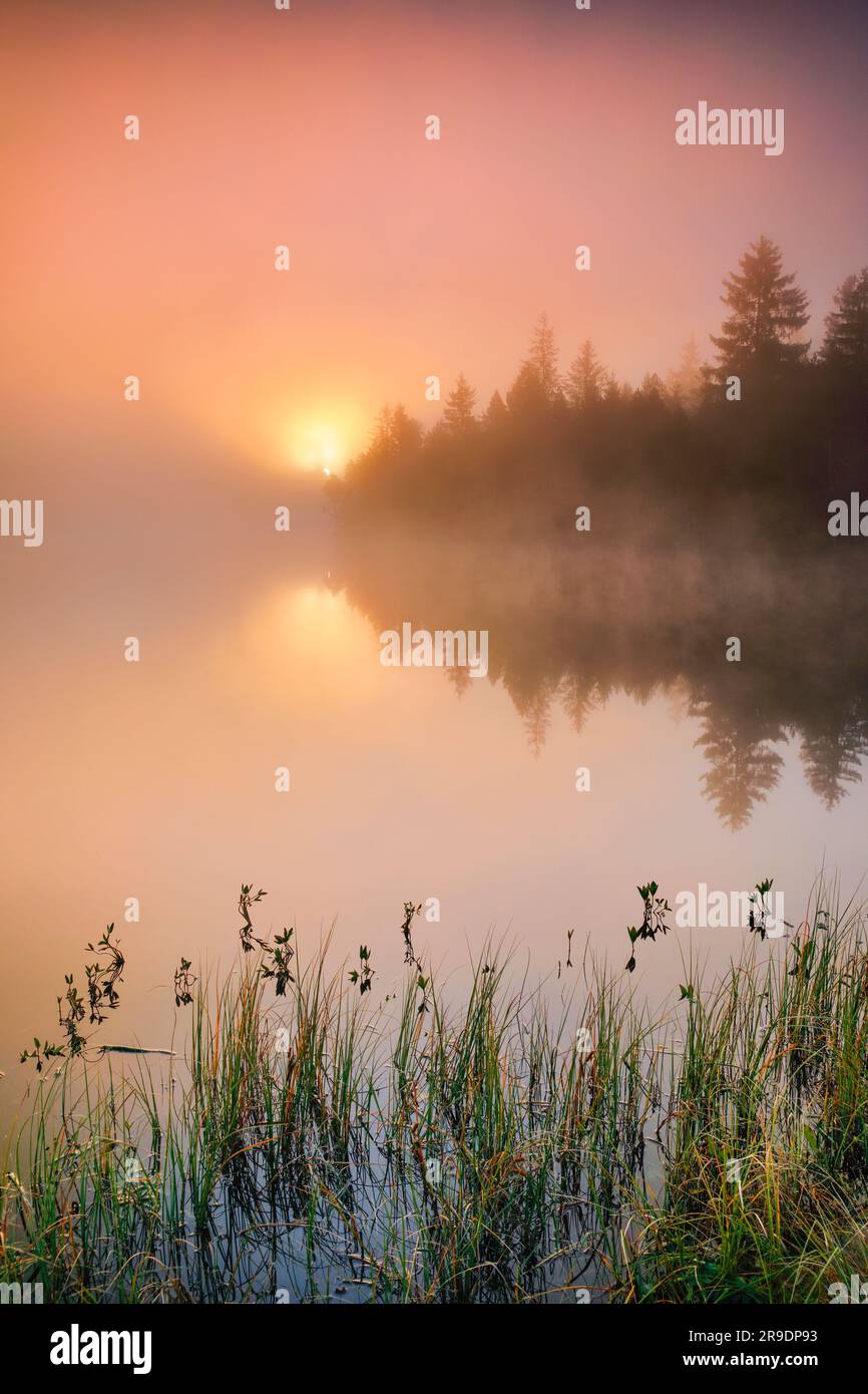 Alba con nebbia sul tranquillo lago di brughiera Etang de la Gruere nel cantone del Giura, Svizzera Foto Stock