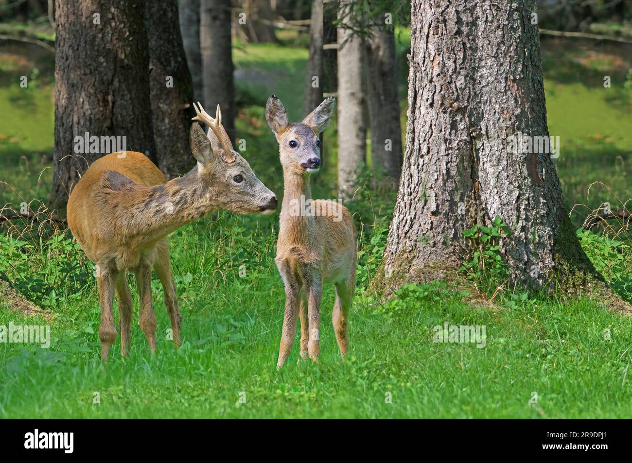 Capreolo (Capreolus capreolus). Roebuck incontra un giovane cervo e lo annusa. Austria Foto Stock