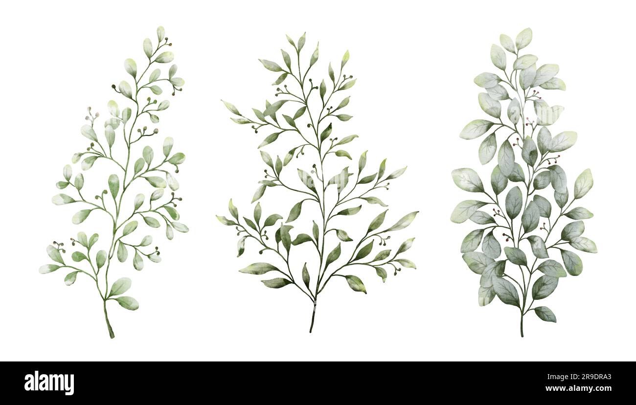 Set di elementi foglie verde acquerello. Collezione vettore botanico isolato su sfondo bianco adatto per l'invito al matrimonio, salvare la data, Than Foto Stock