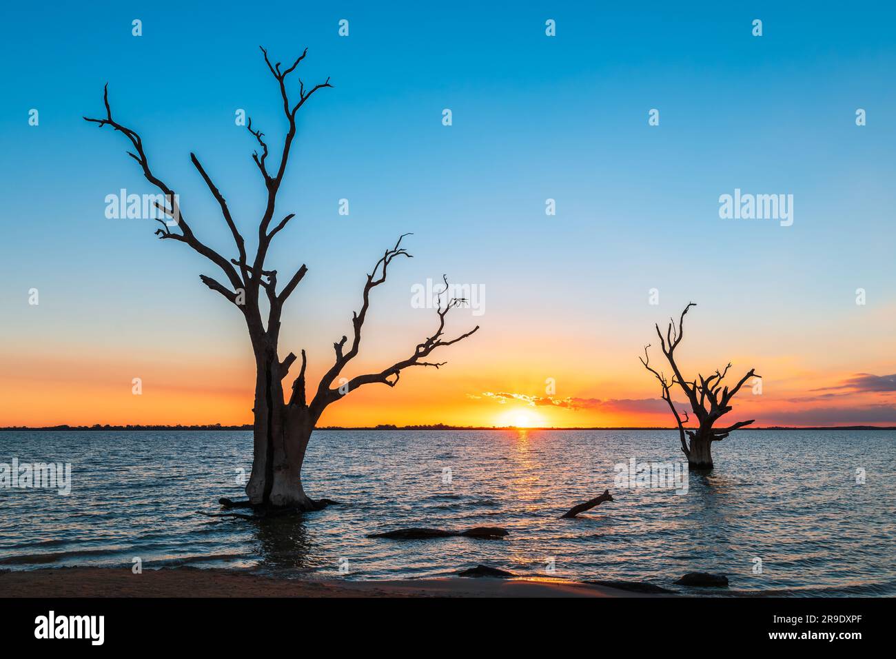 Le sagome degli alberi del lago Bonney crescono fuori dall'acqua al tramonto, Riverland, Australia meridionale Foto Stock