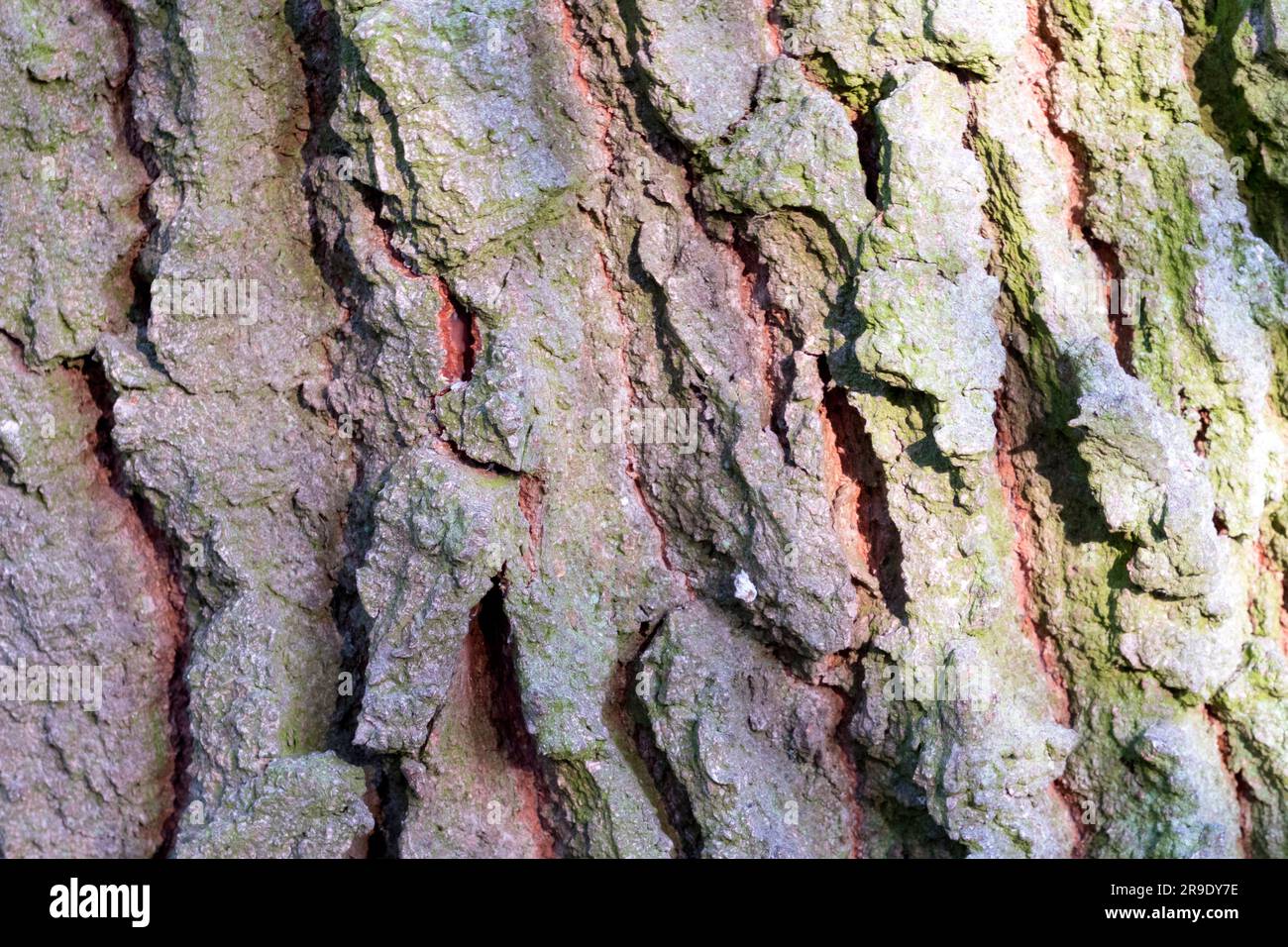 Quercia Pedunculata, quercia inglese (Quercus robur). Primo piano della corteccia. Germania Foto Stock