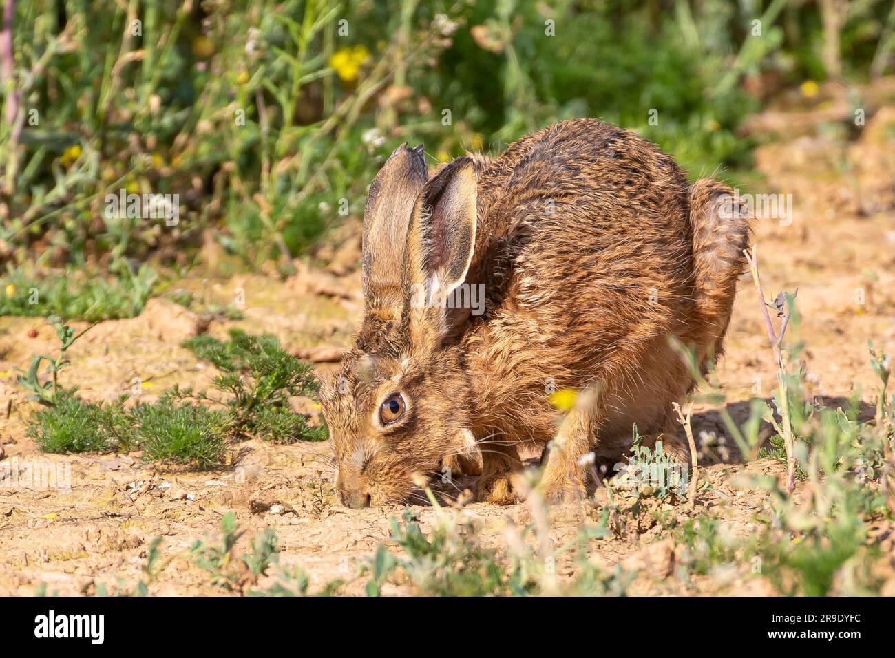 Bassa pov di una lepre bruna selvatica del Regno Unito (Lepus europaeus) isolata all'aperto in terreni agricoli rurali, che sguazza le piante a terra. Foto Stock