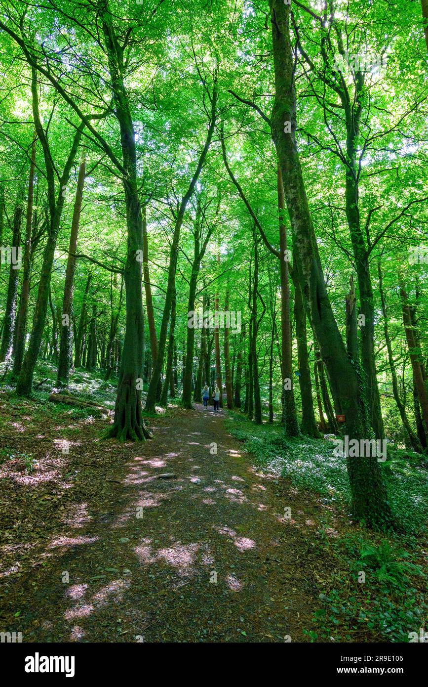 Due donne a breve distanza a piedi attraverso alti alberi decidue verdi, Brabazon Woods, Swinford, Contea di Mayo, Irlanda Foto Stock