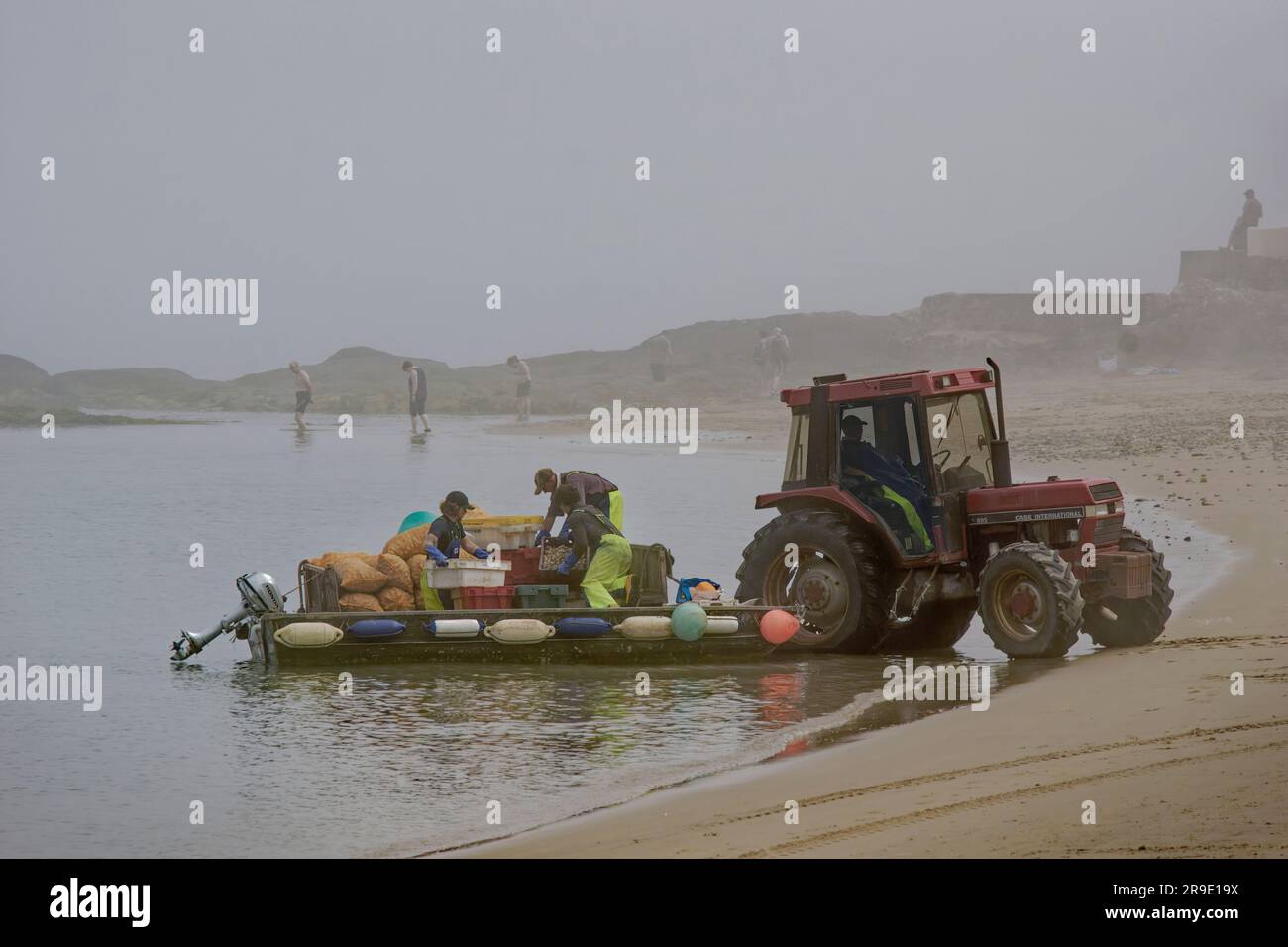 La raccolta di cuccioli nella penisola di Llyn o Lleyn, Galles del Nord, Regno Unito. Foto Stock