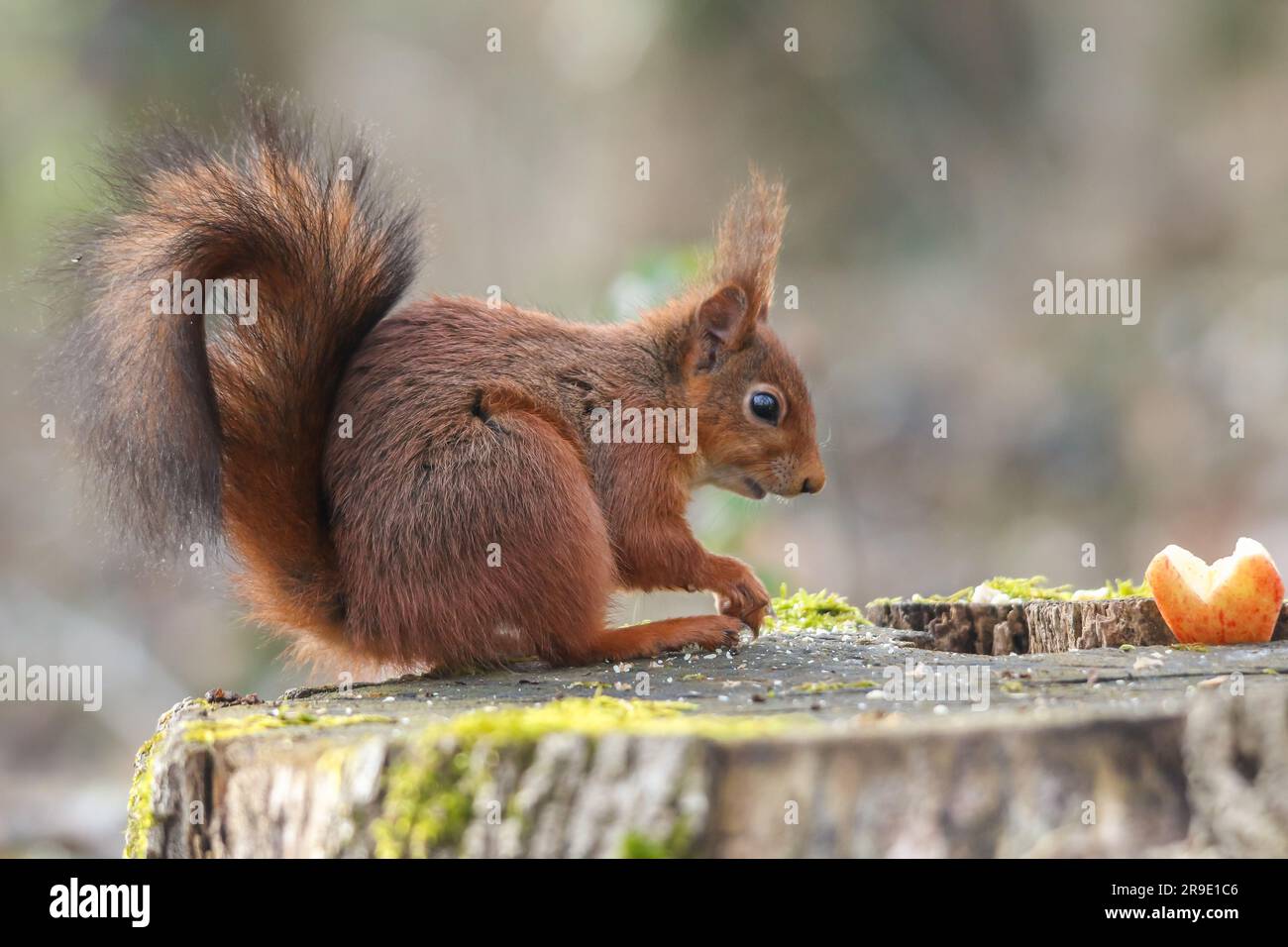 Uno scoiattolo di colore arancio appollaiato su un tronco di legno, alla ricerca di uno spuntino Foto Stock