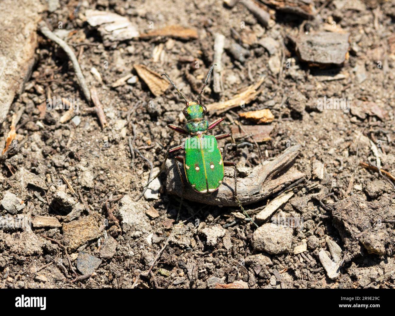 Il scarabeo della tigre verde è comune nelle brughiere e nelle brughiere durante l'estate. Sono predatori iridescenti veloci di altri invertebrati. Il grub è un m Foto Stock