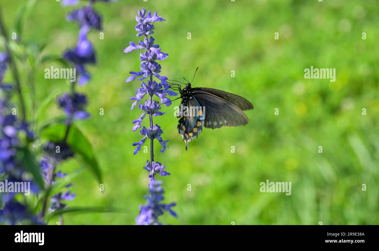 Farfalla Pipevine a coda di rondine che si nutre di fiori viola di Salvia con sfondo verde primaverile Foto Stock
