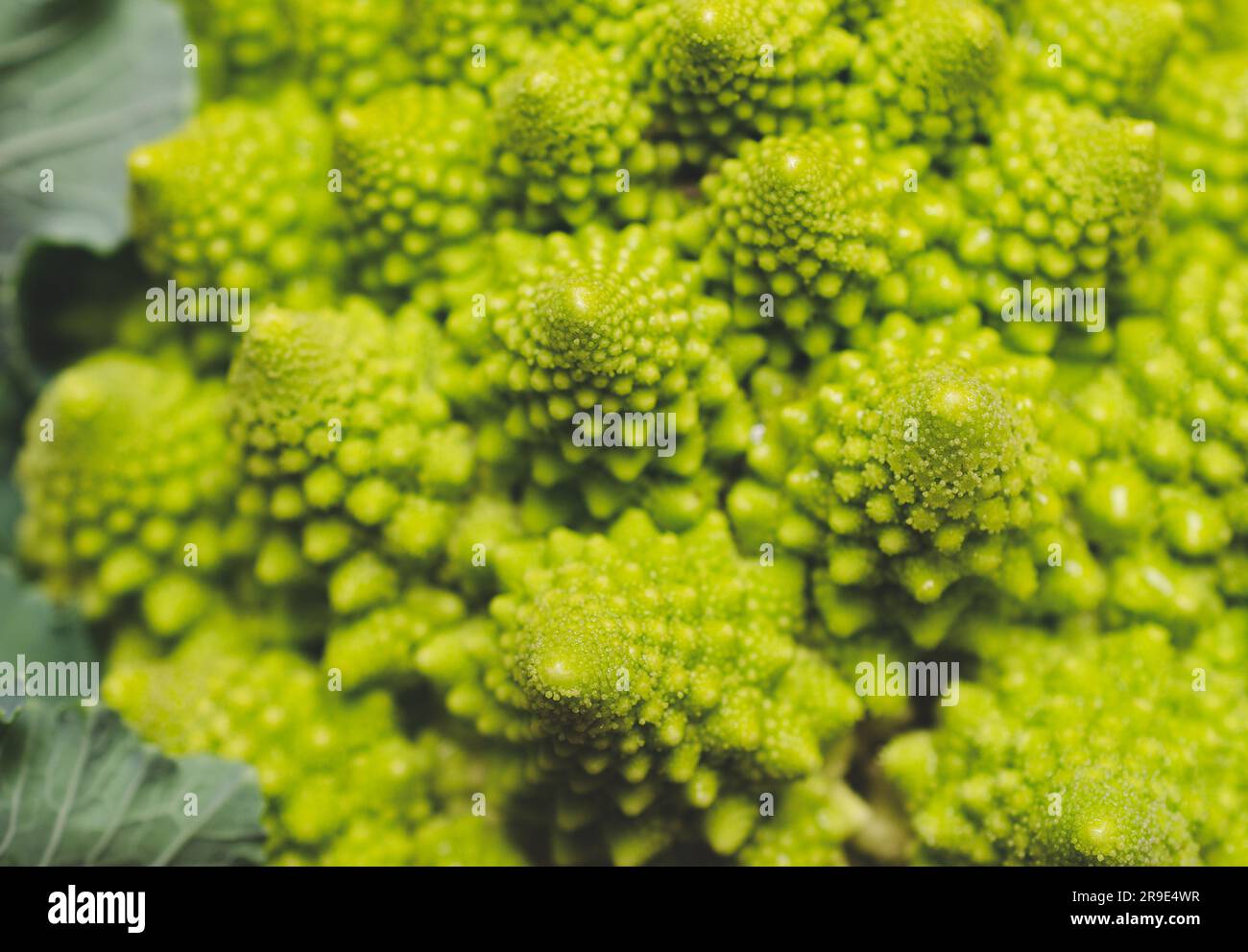 Primo piano di un broccoli Romanesco con foglie. Foto Stock