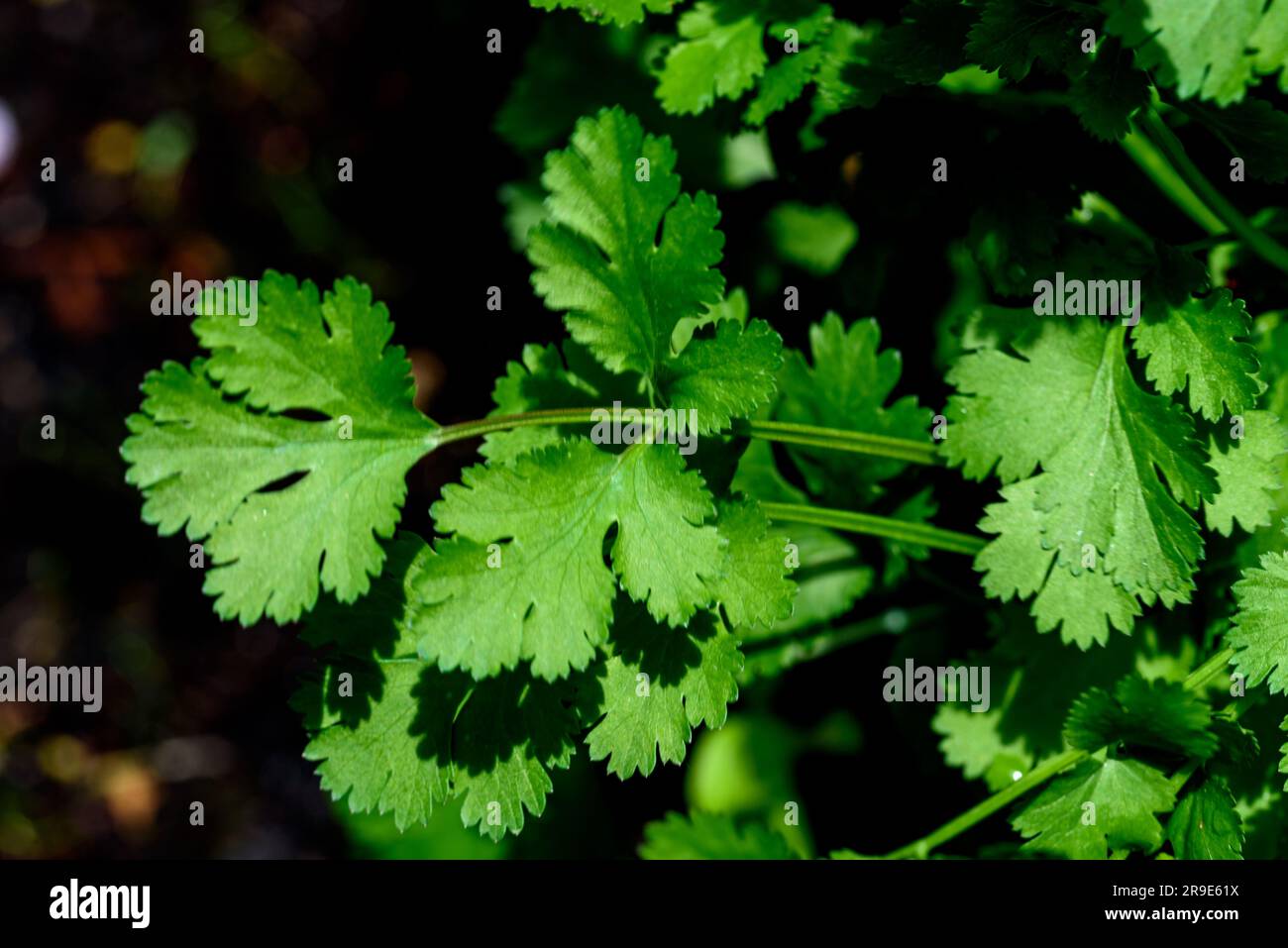 Il coriandolo Coriandrum sativum, noto anche come coriandolo, è un'erba annuale della famiglia Apiaceae. Tutte le parti della pianta sono commestibili, ma le foglie fresche Foto Stock