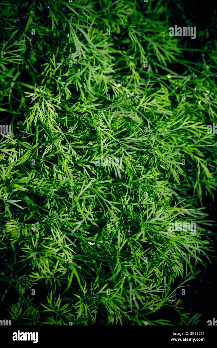 Dill. Erbe in primavera. L'aneto (Anethum graveolens) è un'erba annuale della famiglia di sedani Apiaceae. Foto Stock