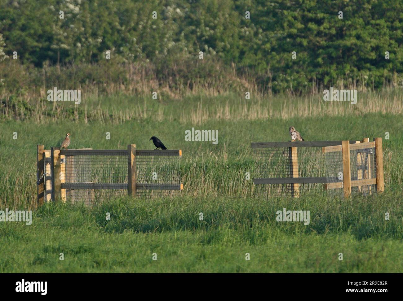 Gufo dalle orecchie corte (Asio flammeus), Partridge con lrgged rosso e Carrion Crow tutti arroccati sulla recinzione di Hempstead Marsh, Norfolk, Regno Unito. Maggio Foto Stock