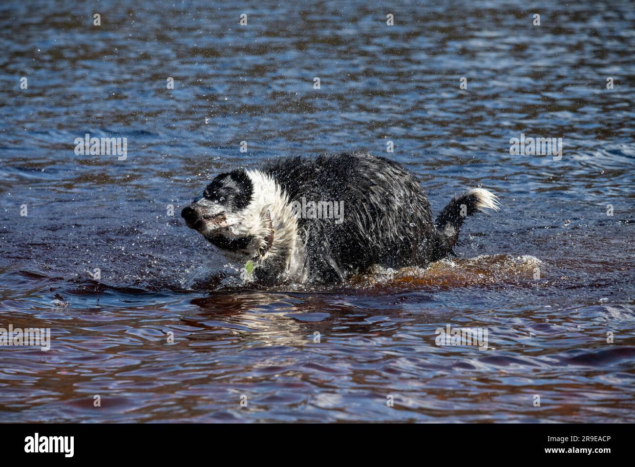 Un Collie di confine bianco e nero che si diverte nell'acqua di un lago sotto il sole primaverile Foto Stock