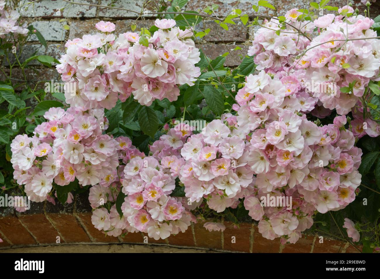 Rosa pallido, fiori estivi di rosa sgargiante, Rosa Blush rambler che cresce su un muro di mattoni nel giardino britannico di giugno Foto Stock