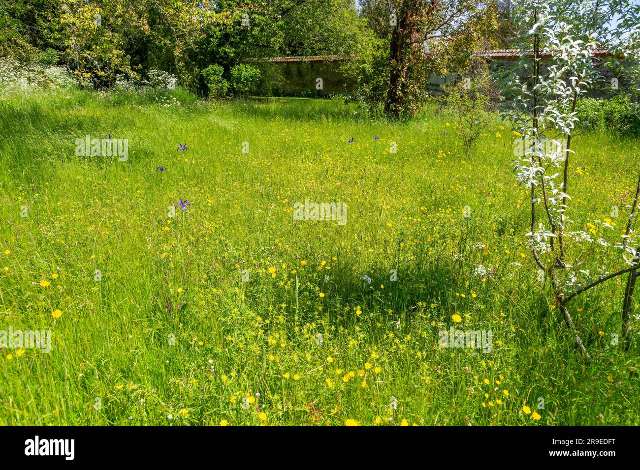 Wildflower Meadow 'no Mow May', Heale House and Gardens, Middle Woodford, Salisbury, Wiltshire, Inghilterra, REGNO UNITO Foto Stock