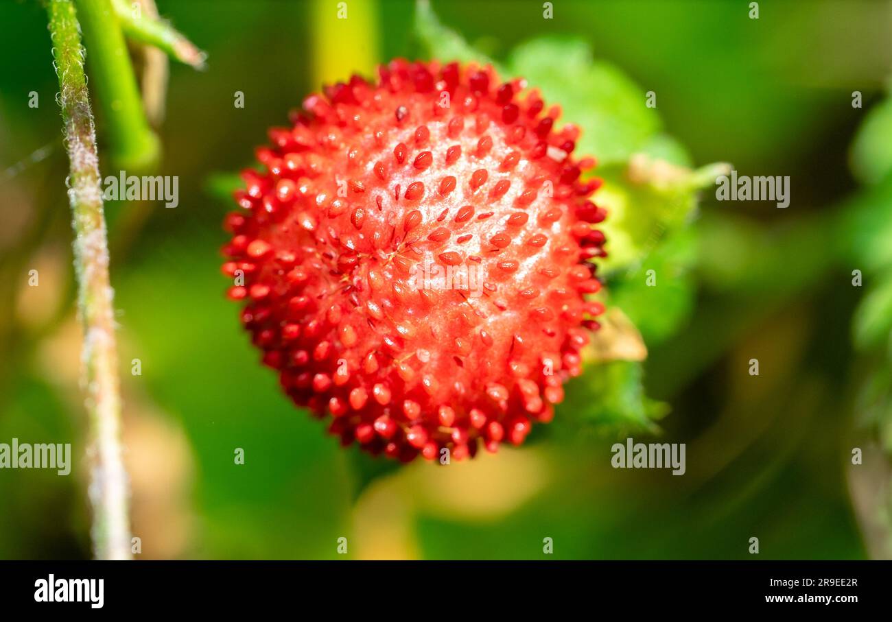 primo piano delle fragole selvatiche Foto Stock