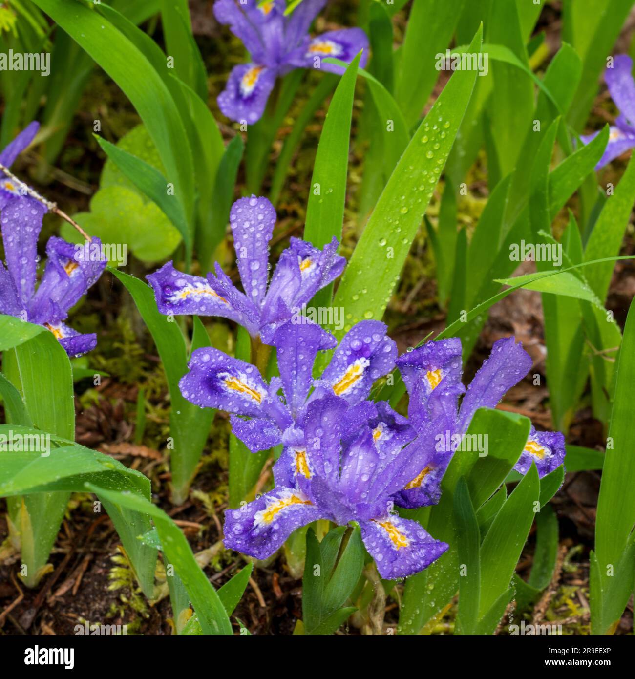 Il Dwarf Lake Iris (Iris lacustris) è una pianta perenne originaria della regione dei grandi Laghi del Nord America orientale. Ha uno stato di conservazione del G3. Foto Stock