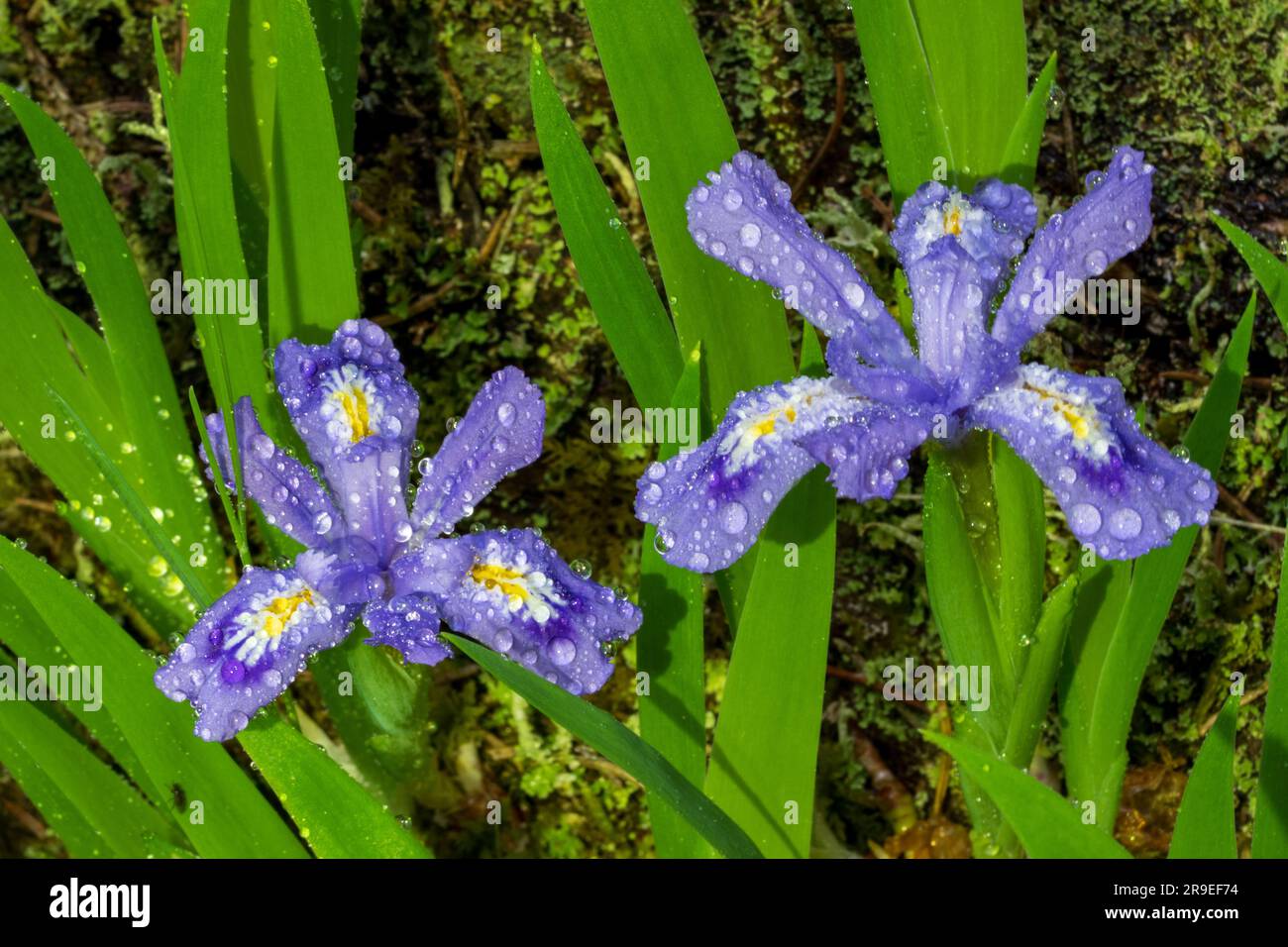 Il Dwarf Lake Iris (Iris lacustris) è una pianta perenne originaria della regione dei grandi Laghi del Nord America orientale. Ha uno stato di conservazione del G3. Foto Stock