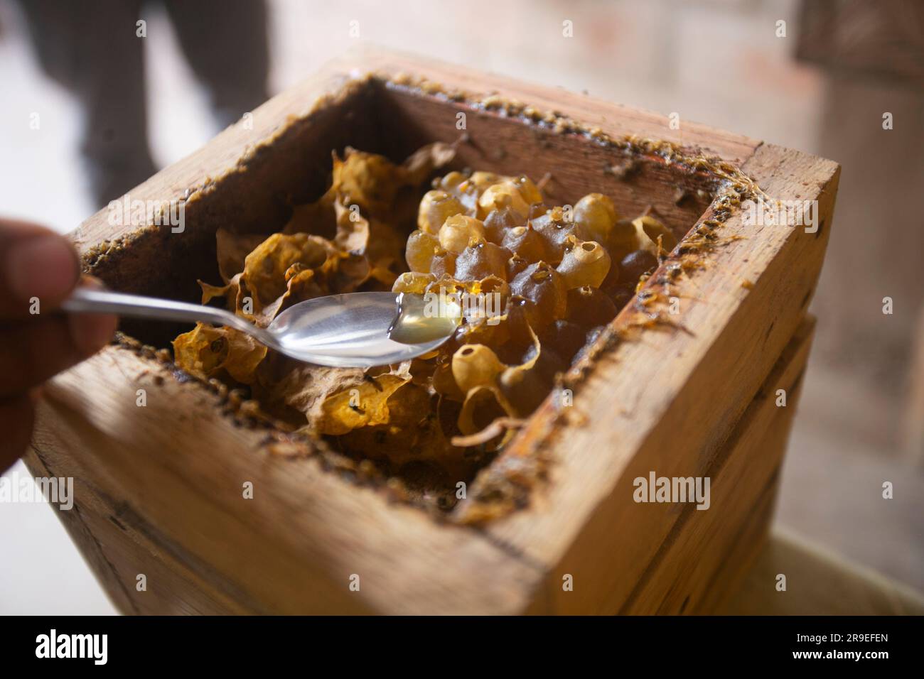 Favo biologico in una fattoria nella giungla peruviana. Foto Stock