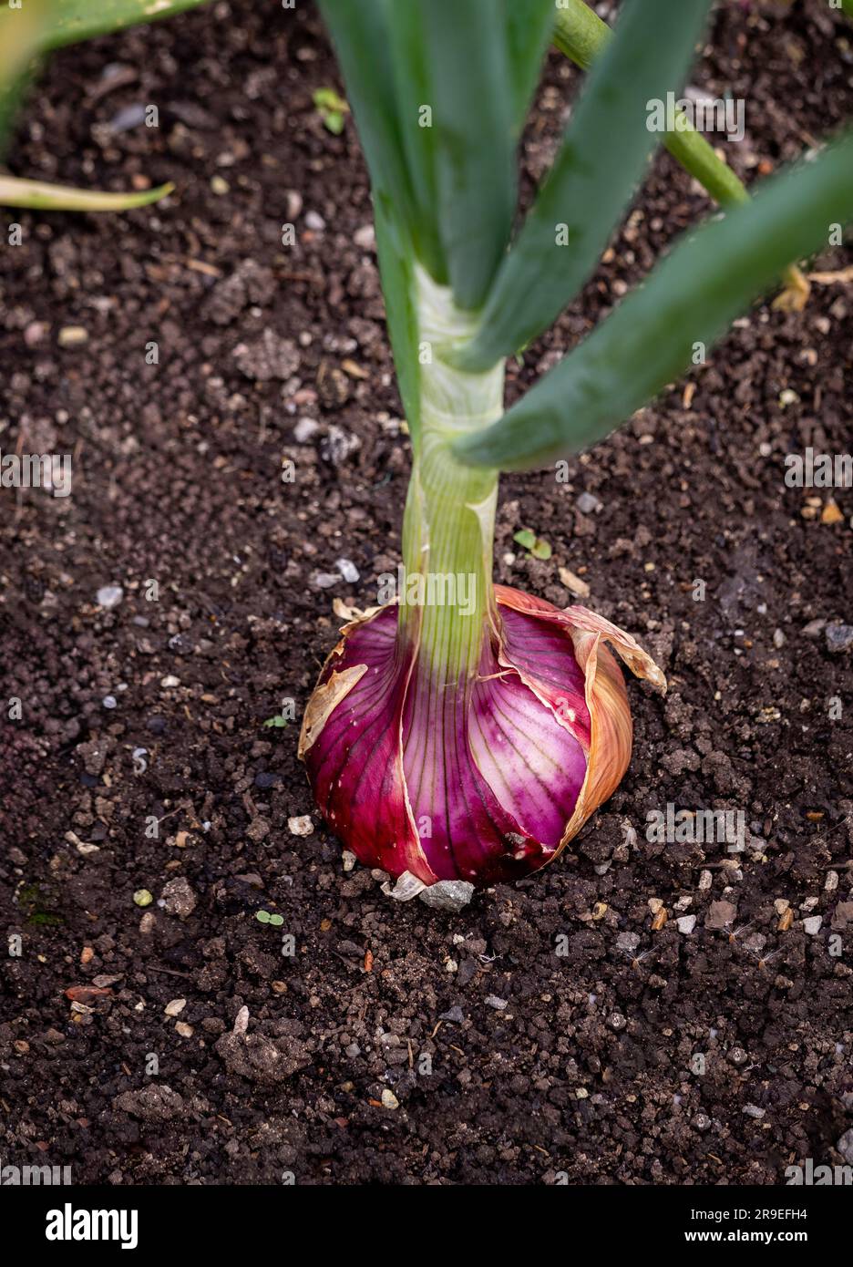 Primo piano di una singola cipolla rossa che cresce nel terreno di un giardino del Regno Unito Foto Stock