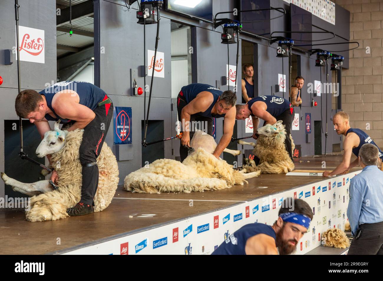 Shearers pecore al lavoro al Royal Highland Show, Ingliston, Edimburgo Foto Stock