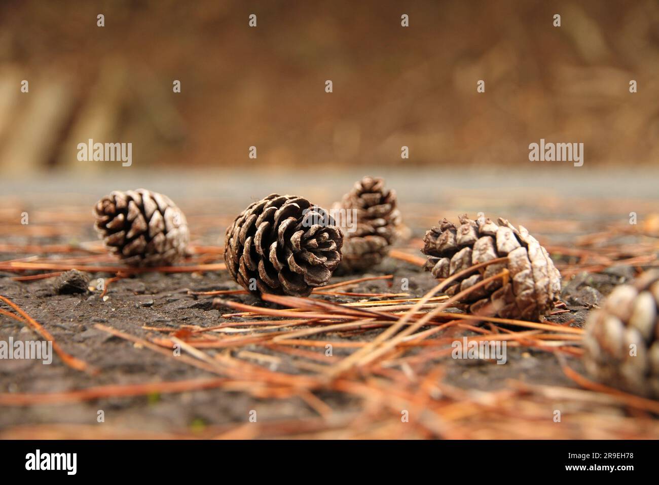 I pineconi secchi che cadono per strada in autunno in Giappone Foto Stock