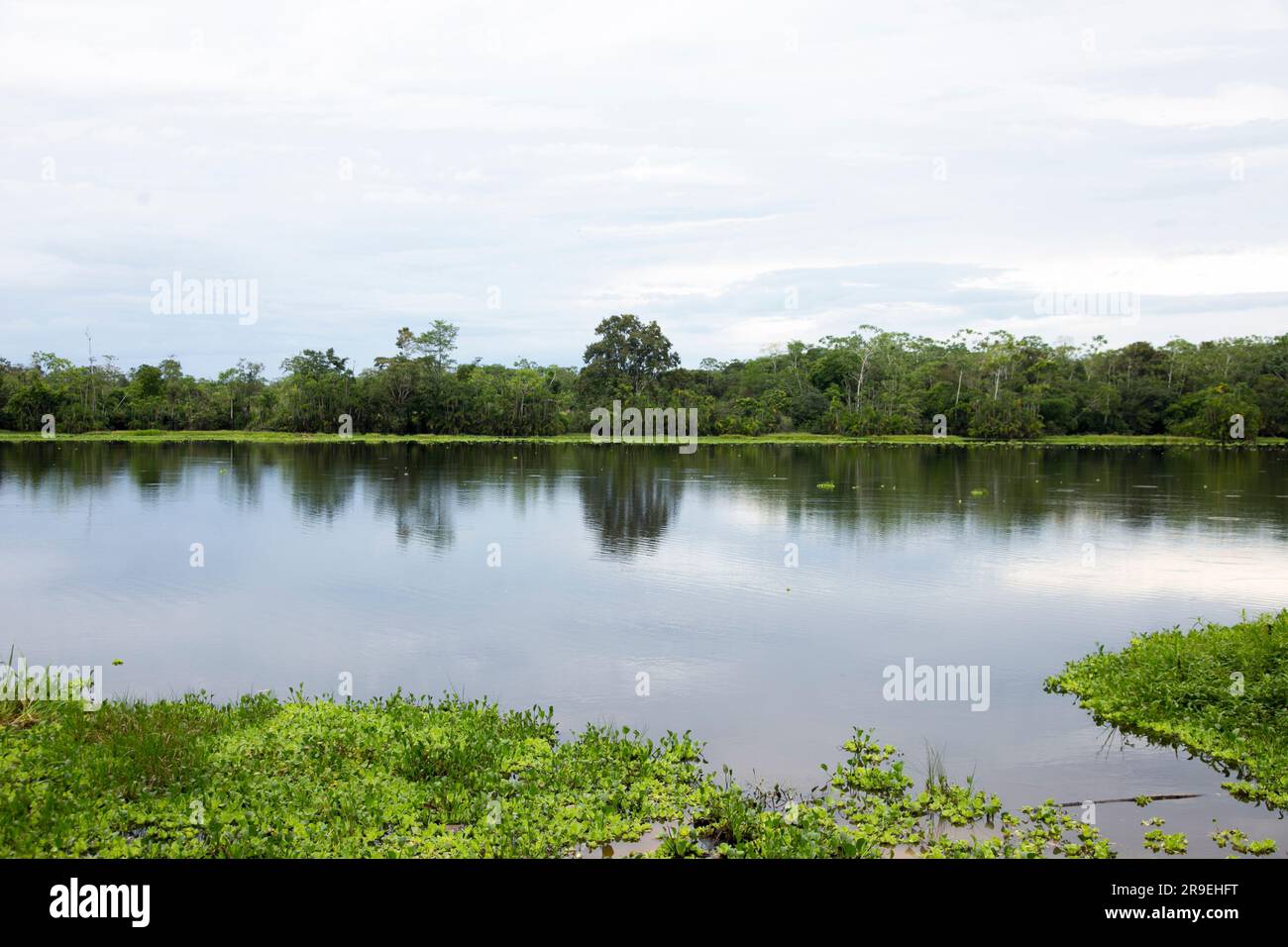 Vista dal lago Cuipari nella giungla peruviana. Foto Stock