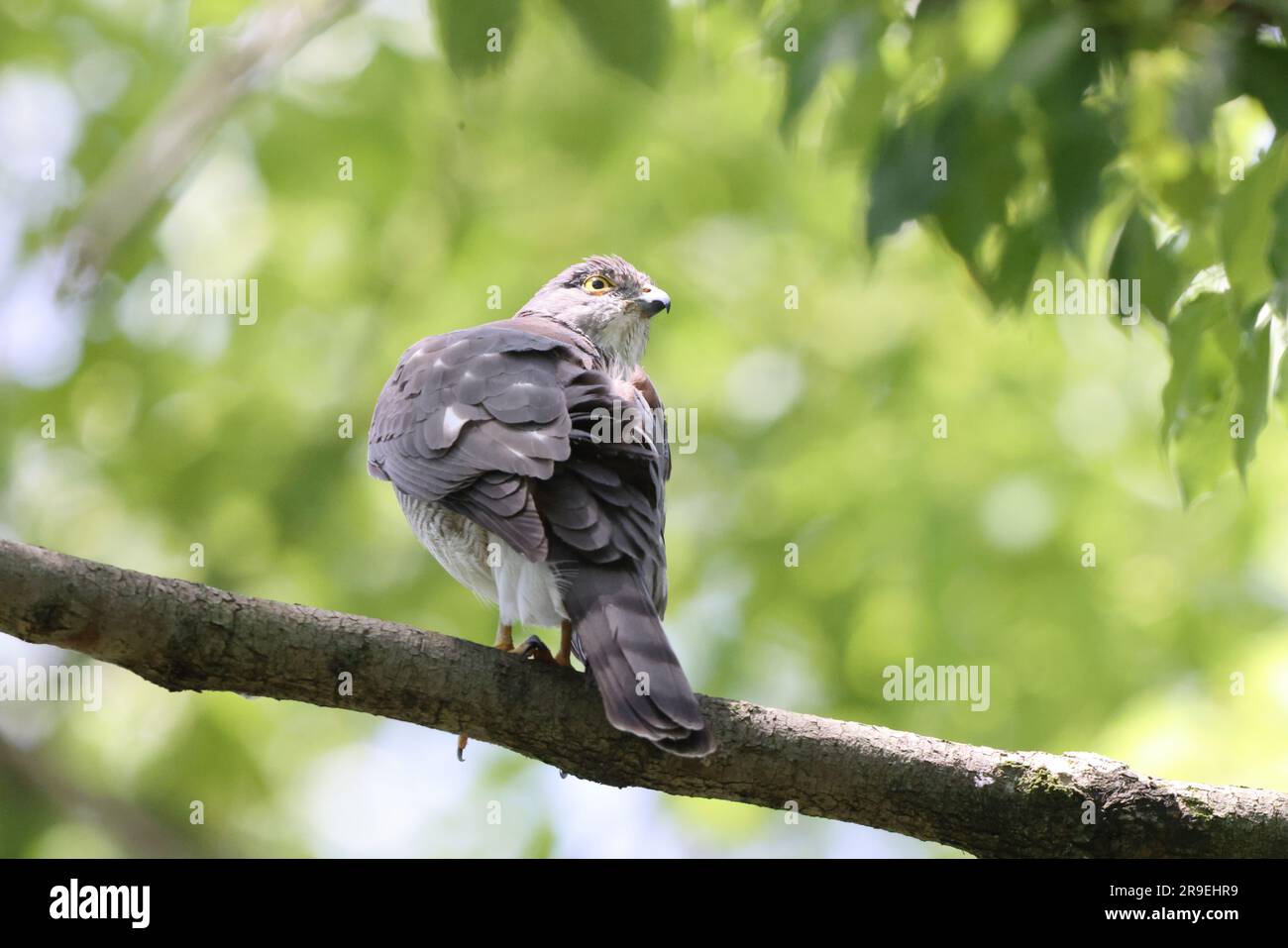 Femmina di sparrowhawk minore giapponese (Accipiter gularis) in Giappone Foto Stock