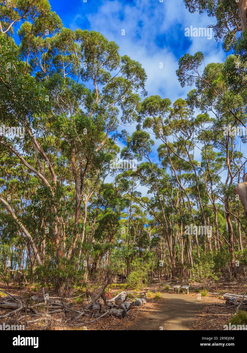 Foto di una foresta di eucalipti in Australia fotografata durante il giorno nel cielo blu nell'estate del 2015 Foto Stock