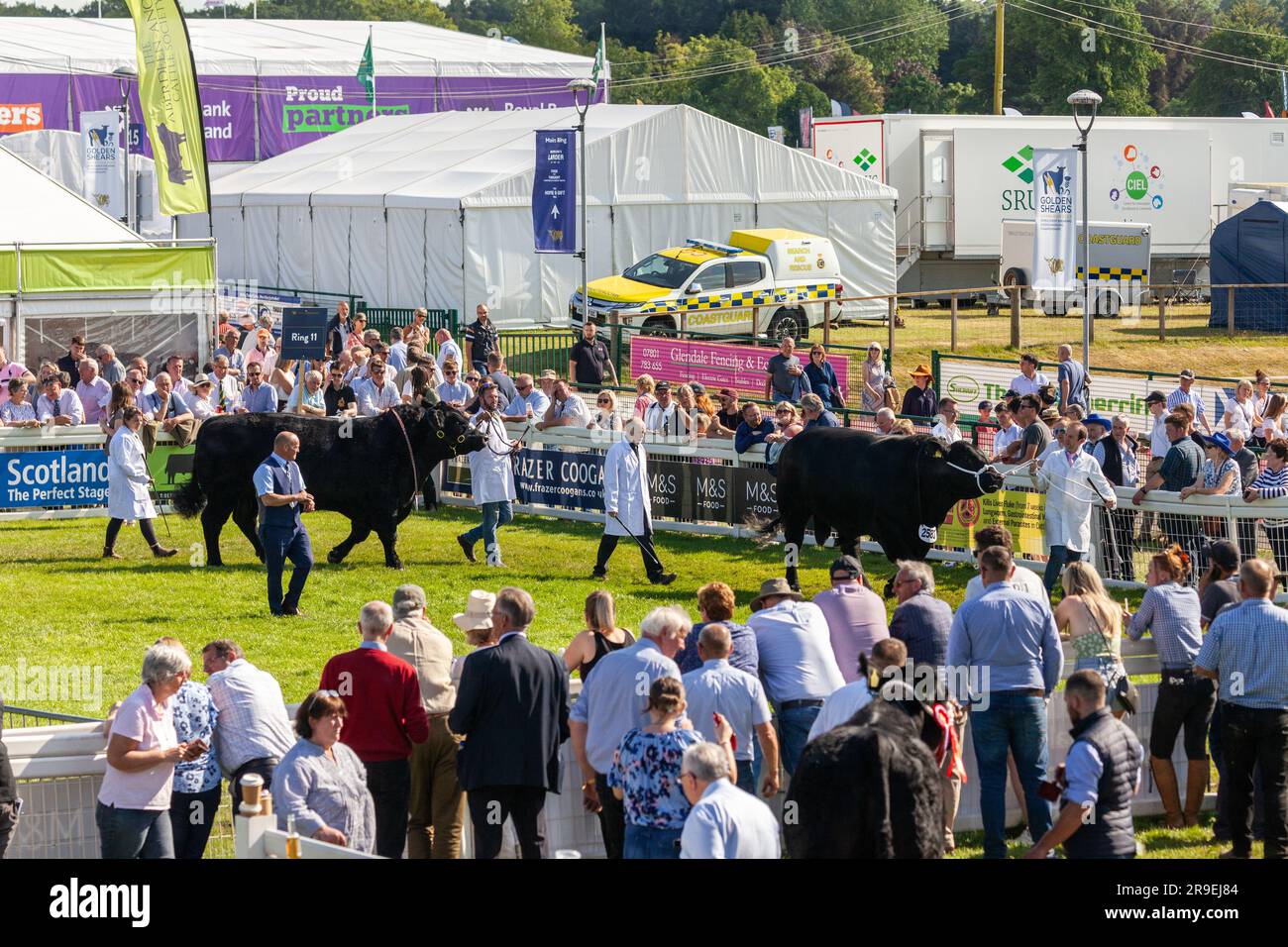 Il bestiame viene mostrato in un ring al Royal Highland Show, in Scozia Foto Stock