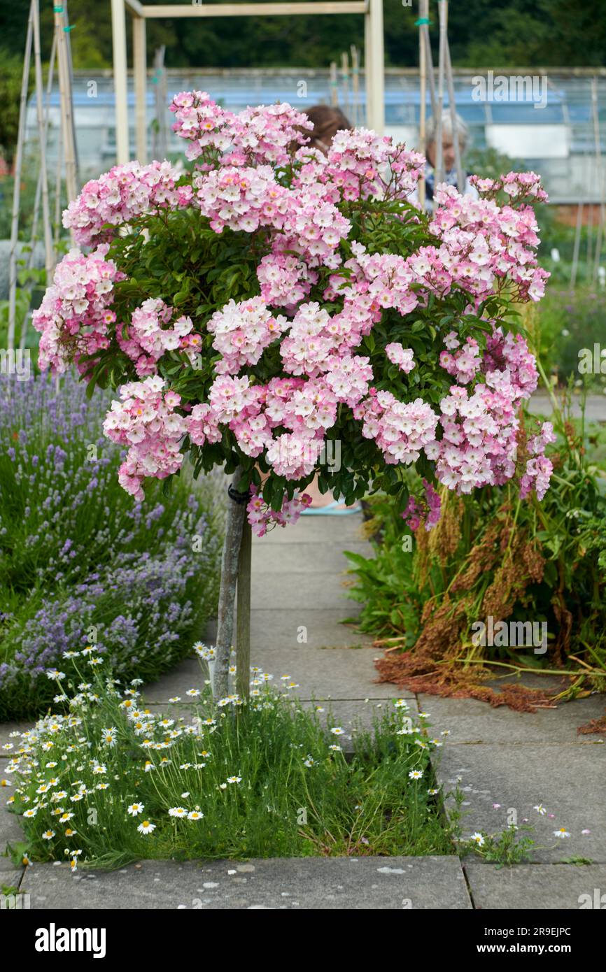 Ballerina rosa standard in piena fioritura per tutta l'estate in un giardino murato elisabettiano. Foto Stock