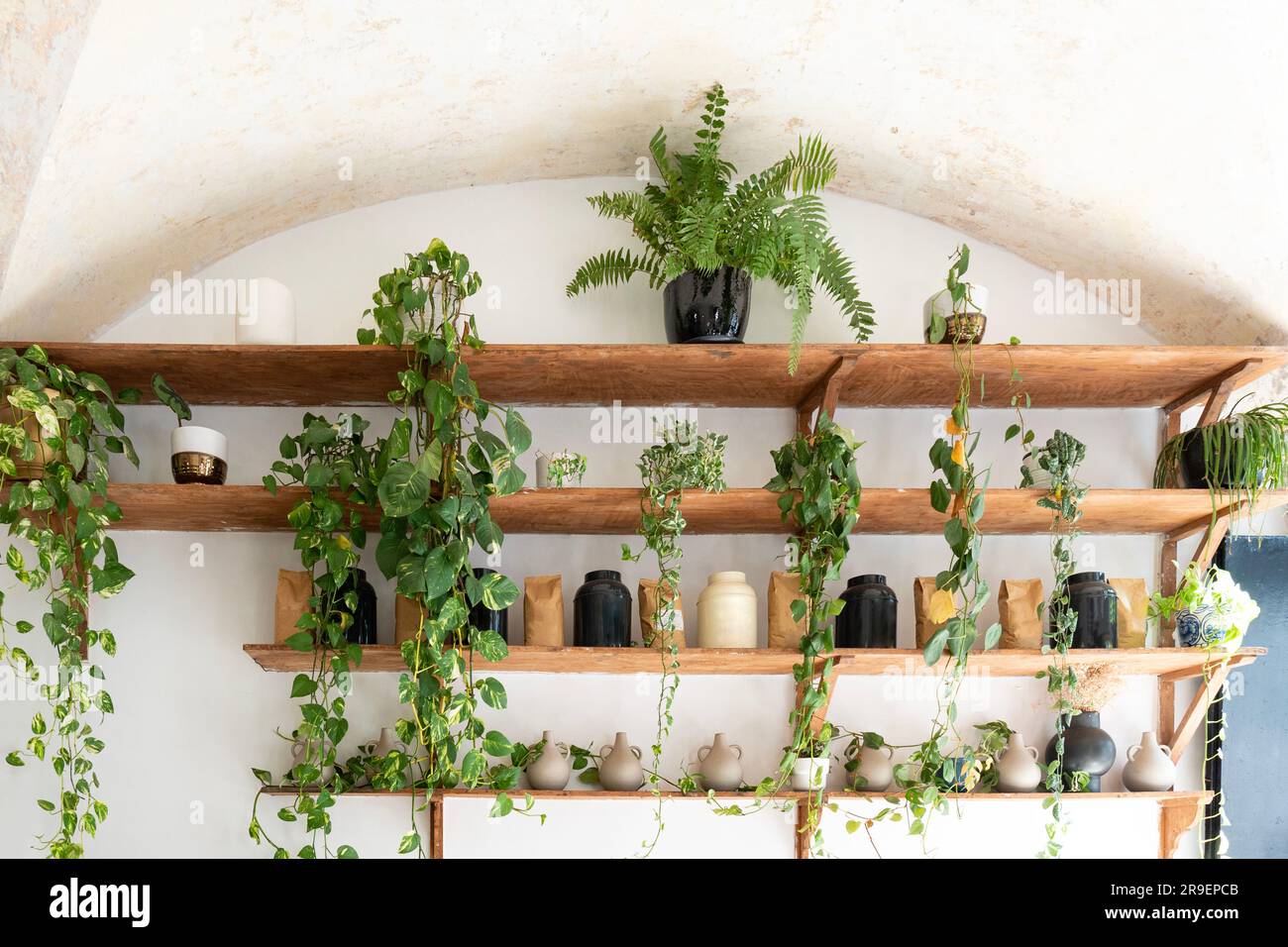 Elegante parete con piante domestiche, contenitori in ceramica e sacchetti di caffè su ripiani in legno Foto Stock