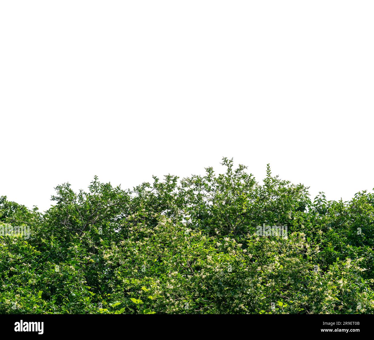 Siepe selvatica (Ligustrum Chinensis) isolata su bianco con percorso di ritaglio incluso, spazio copia Foto Stock