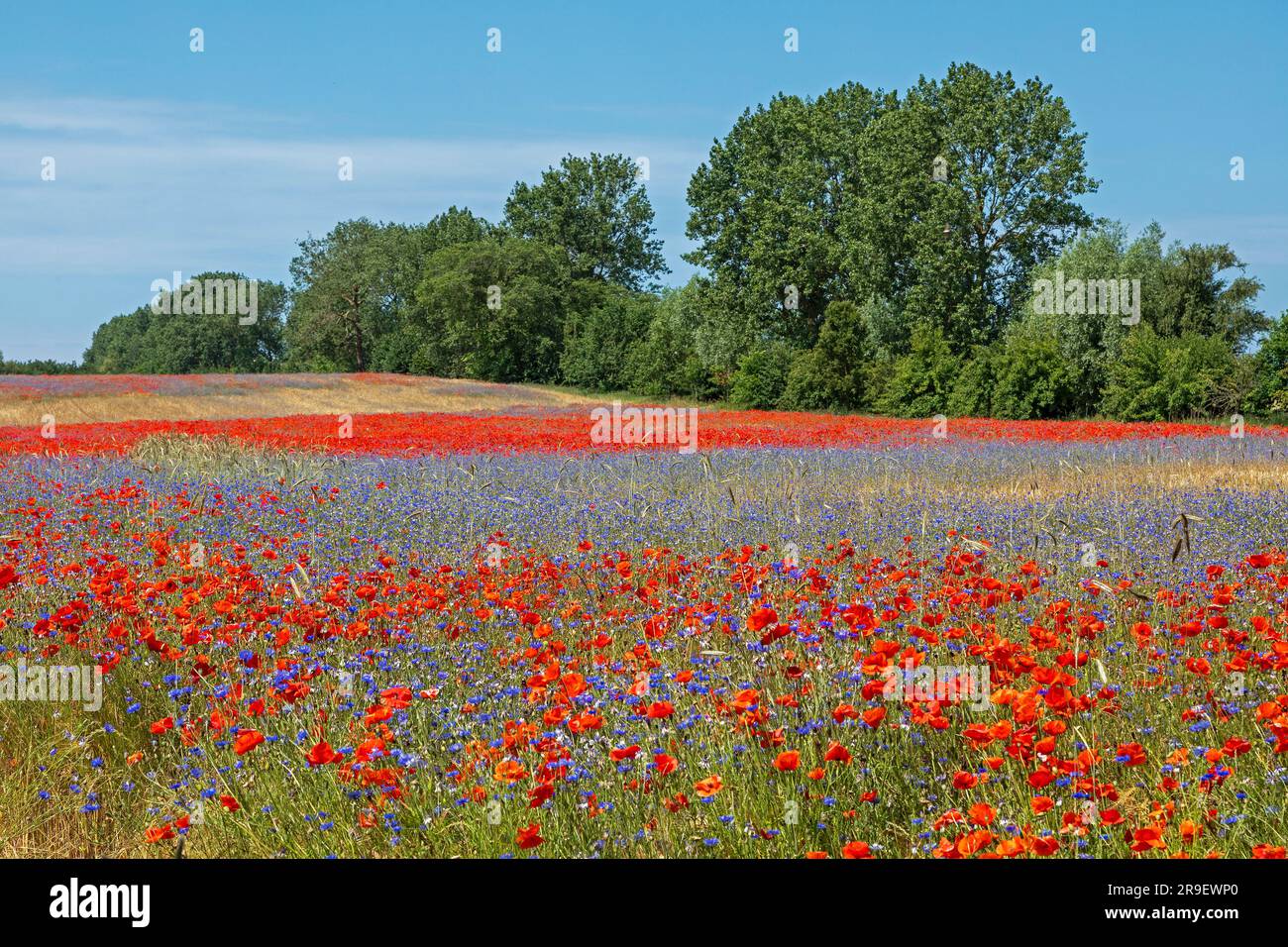 Campo di papaveri rossi (Papaver rhoeas), fiori di mais (Centaurea cyanus), Niehagen, Ahrenshoop, Meclemburgo-Pomerania occidentale, Germania Foto Stock