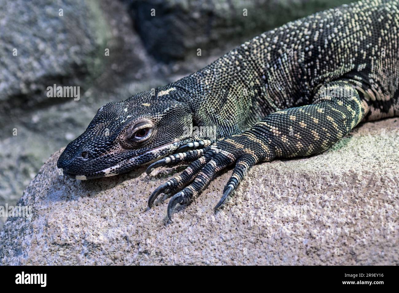 Merletto/goanna (Varanus varius / Lacerta varia) che riposa su una sporgenza rocciosa, lucertola di sorveglianza originaria dell'Australia orientale Foto Stock