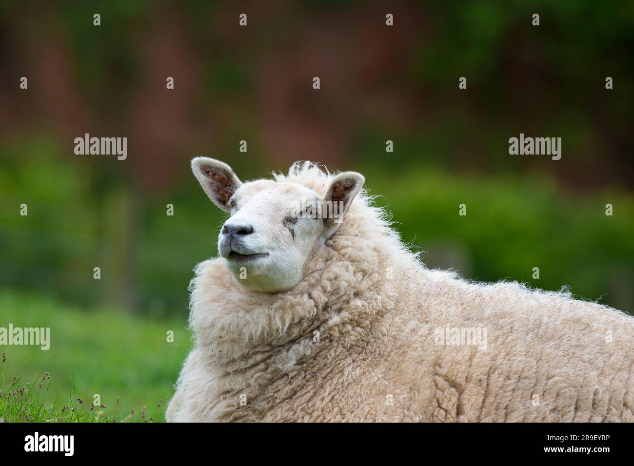 Primo piano di grandi pecore, isolate all'aperto, sdraiate sull'erba nella campagna del Regno Unito. Foto Stock